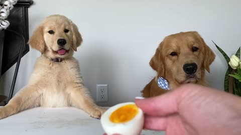 Dogs do food reviews. 🐶😊