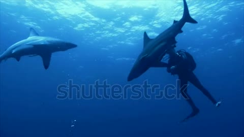 surrounding with sharks