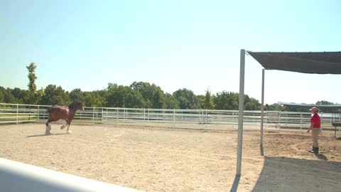 Clydesdale Horse Running, Galloping Outside, Trainer on Ranch, Slow Motion