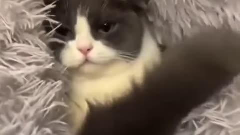 cute cat loves to play