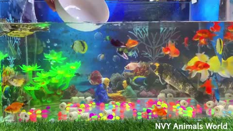 Fish world video