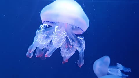 Jellyfish