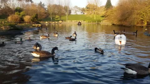 Swan Park Birds River Autumn