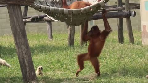 Wach how really AWESOME Gibbons are !!!