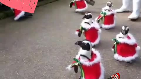 Christmas parade by penguins 🐧 | Festiveshots