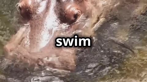 How fast can Hippos swim ?