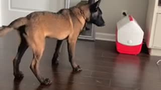 Belgian Malinois puppy barks at his reflection