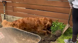 Golden Retriever Helps With Yard Work