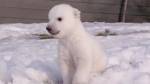 Baby polar bear is so cute