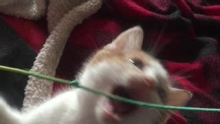 Kittens playing with a fish on a string! part 2