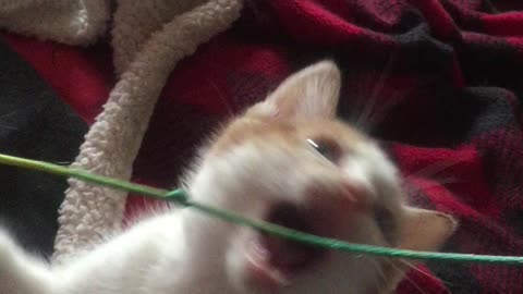 Kittens playing with a fish on a string! part 2