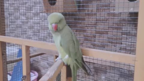 Parrot at home