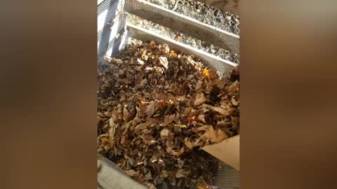 Leaf Mould Set Up [Part 2]