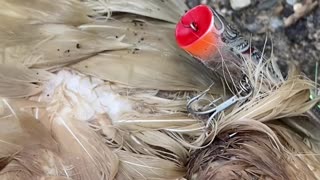 Saving a Poor Swan Caught in a Fishing Hook