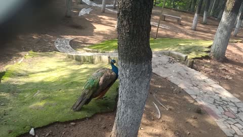 Is this peacock trimming its feathers?