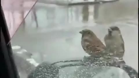 Birds eat food from human hands