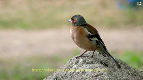 PINSON des ARBRES, beau et qui chante bien ! - Chant d'oiseau