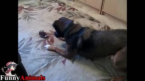 funny dog is playing ....