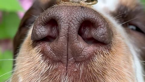 Tiny Frog Sits On Dog's Nose