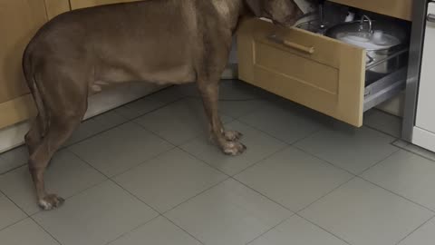 Dog Surprises Himself By Opening Drawer