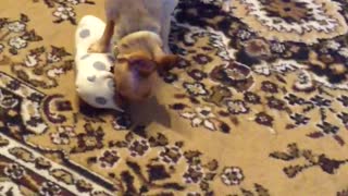 Little Chihuahua attacking new toy