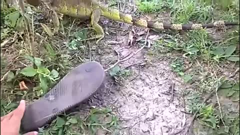 Muito Engraçado ,Briga de Cachorro Com Camaleão ,cachorro Leva Lapada de Iguana