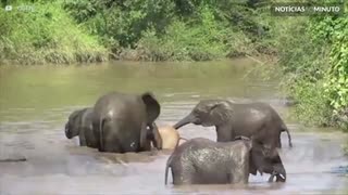 Elefante rosa é registrado na África
