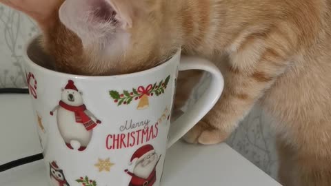 Cat drinks tea from a Christmas mug