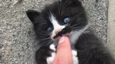 Curious kitten on the finger