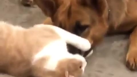 cat is teasing dog silently