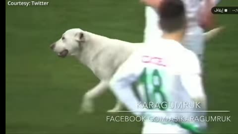 Canine interruption: How a dog brought a football match to a halt