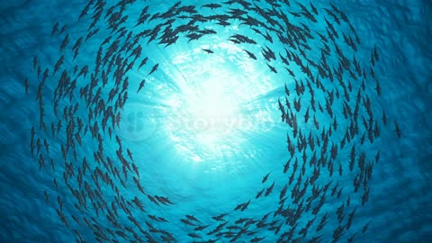 Fish School. Sharks swim in a circle. One of the most amazing scenes inside the ocean