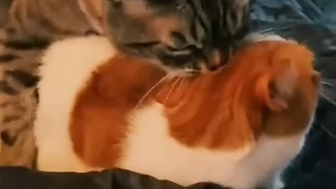 Funny_cats_😂_episode_216_#shorts (720p)