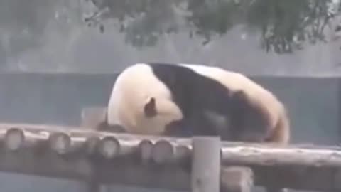 This Panda had no friends, Until then…....!!!!