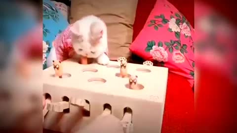 Baby cute cat and funny cat video#juztcool