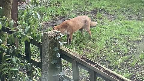 Fox Plays Fetch With Itself