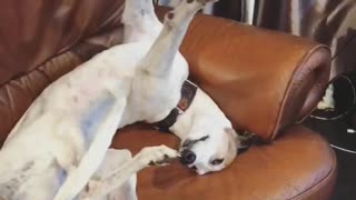 Dog Sleeps in Silly Pose