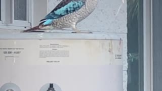 Blue Wing Kookaburra Munches on a Mouse