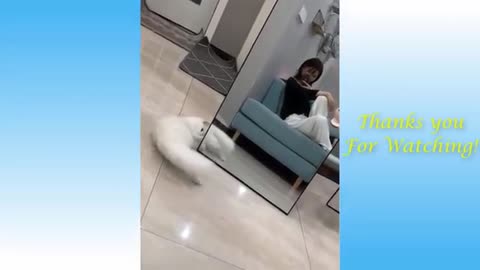 Confused Kitten Battles Its Own Reflection In The Mirror and more, compilation