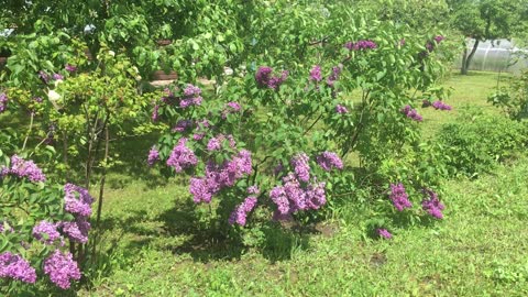 Lilac blossom