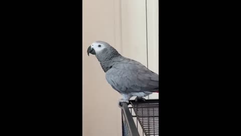 Funny Parrot Compilation #1