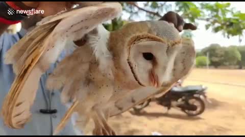 Barn owl attacked by flock of crows rescued in southern India