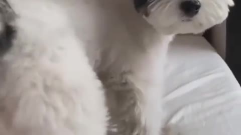 Cute double color puppy dancing! really adorable