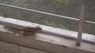Rescued squirrel repeatedly chases bird away from balcony