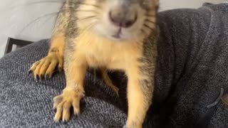 Friendly Squirrel Climbs over Clinician
