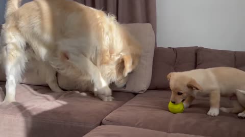 Puppy Trying to Play with Golden Retriever