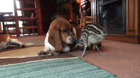 Baby Emu Playing With Basset Hounds