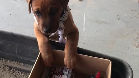 Puppy Rudy has stolen something