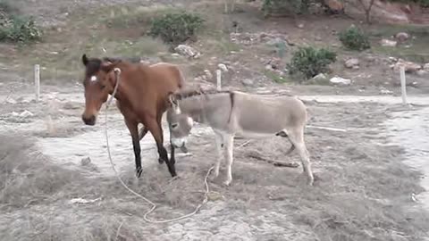 Black and White filly apha Mr Yella Fella