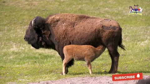 Yellowstone National Park Virtual Field Trip for Kids | Explore Nature's Wonders! | Kids learning